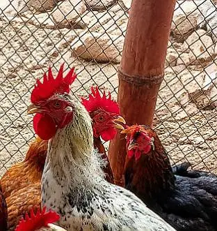 want to sale ,,,homebreed — photo 2