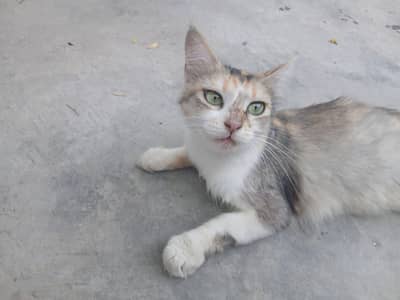 Persian light Brown female cat