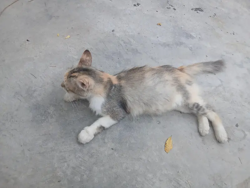 Persian light Brown female cat — photo 2