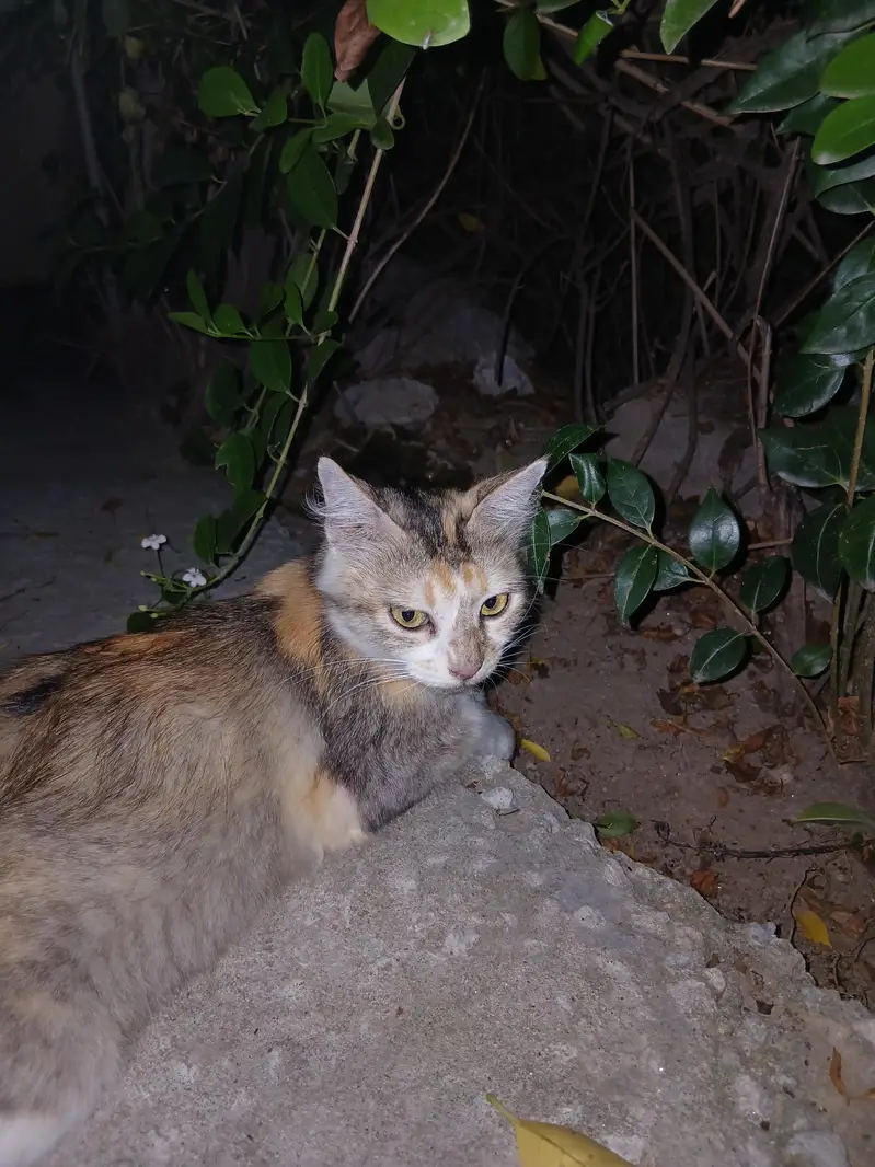 Persian light Brown female cat — photo 3