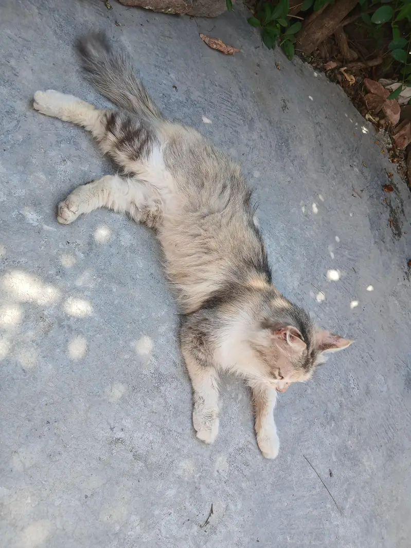 Persian light Brown female cat — photo 4