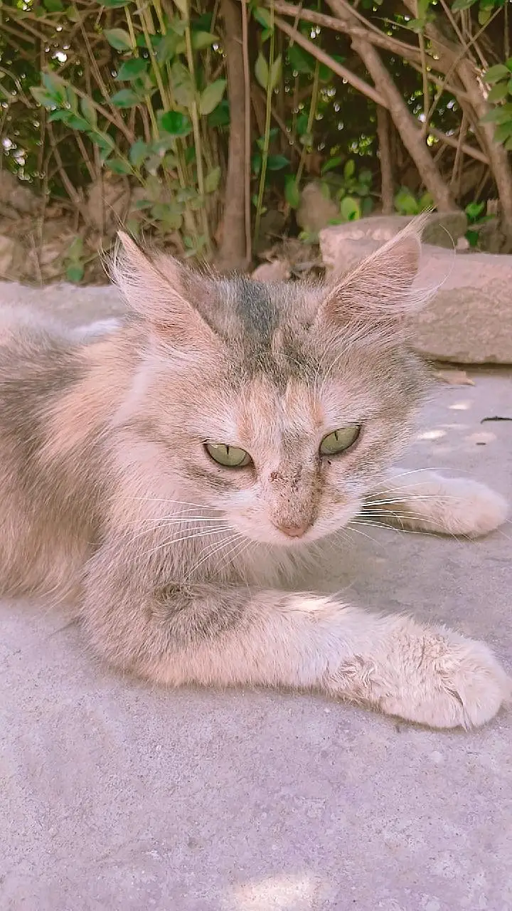 Persian light Brown female cat — photo 5