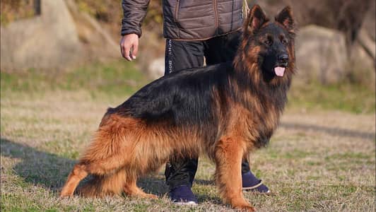 Need High Quality german shepherd male