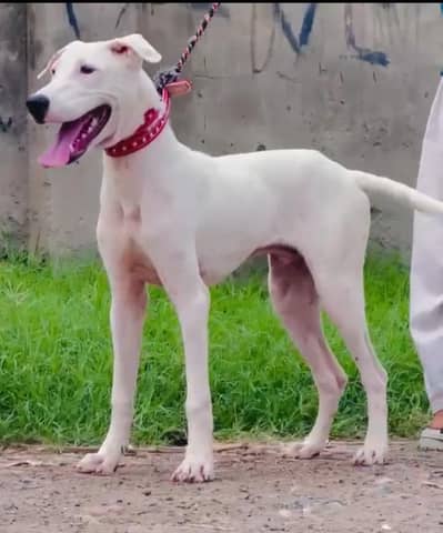 im selling my gultair khatha mix breed