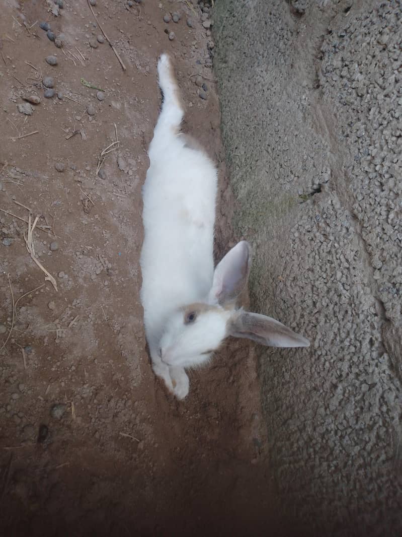 rabit 0