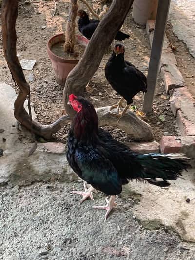 Black aseel sale for argent
