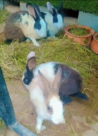 One Breeder Pair And Two Bunnies For Sale
