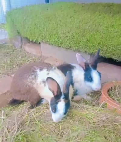 One Breeder Pair And Two Bunnies For Sale