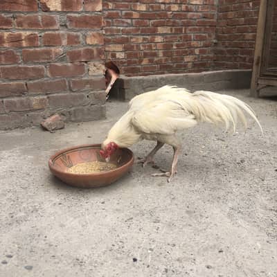Heera male for sale and Exchange Possible