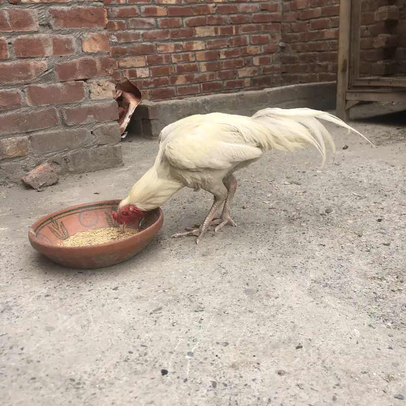 Heera male for sale and Exchange Possible — photo 2