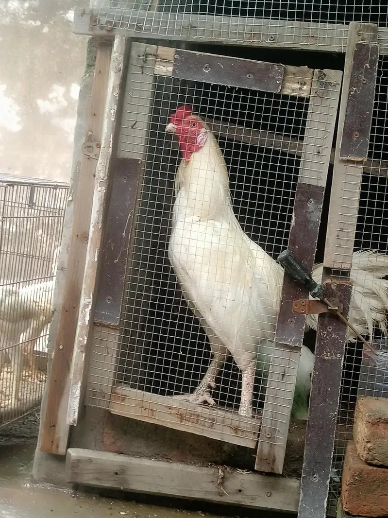 paper white nali — photo 2