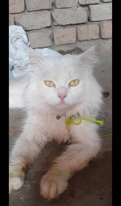 Triple Coated / White Persian Male Cat