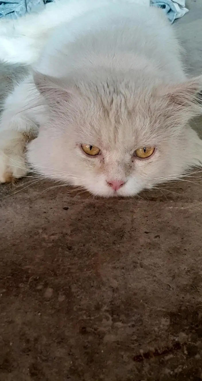 Triple Coated / White Persian Male Cat — photo 2