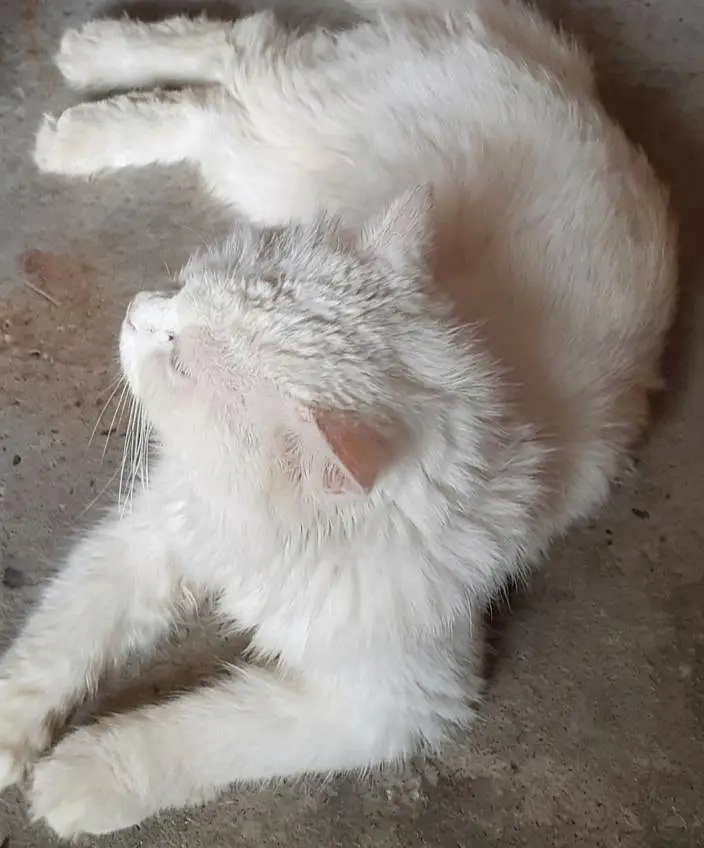 Triple Coated / White Persian Male Cat — photo 3