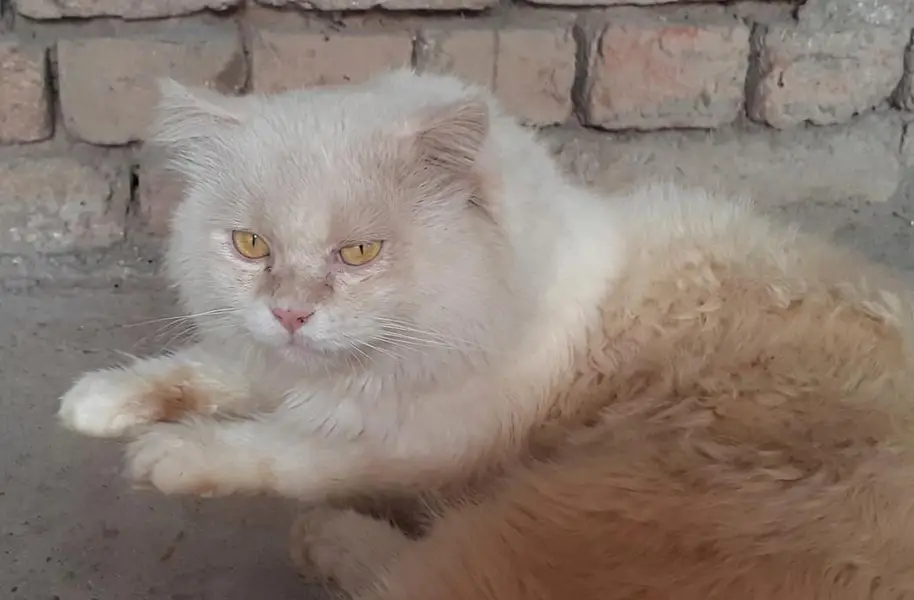 Triple Coated / White Persian Male Cat — photo 4