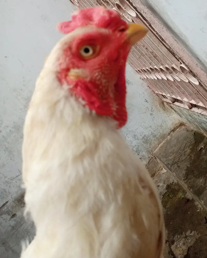 Aseel Hira murga ghar ka Pala hua hai — photo 4