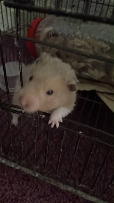 Hamsters