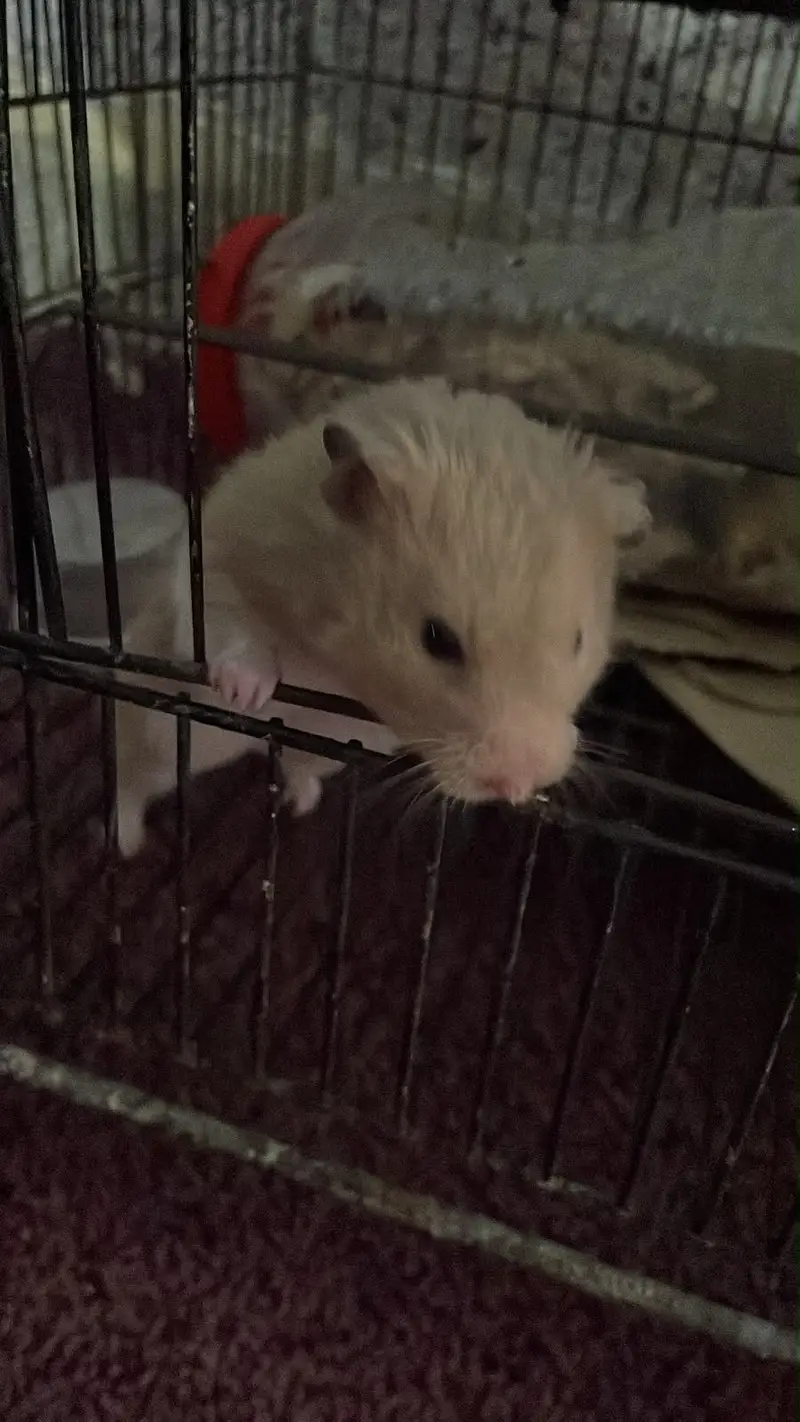Hamsters — photo 2