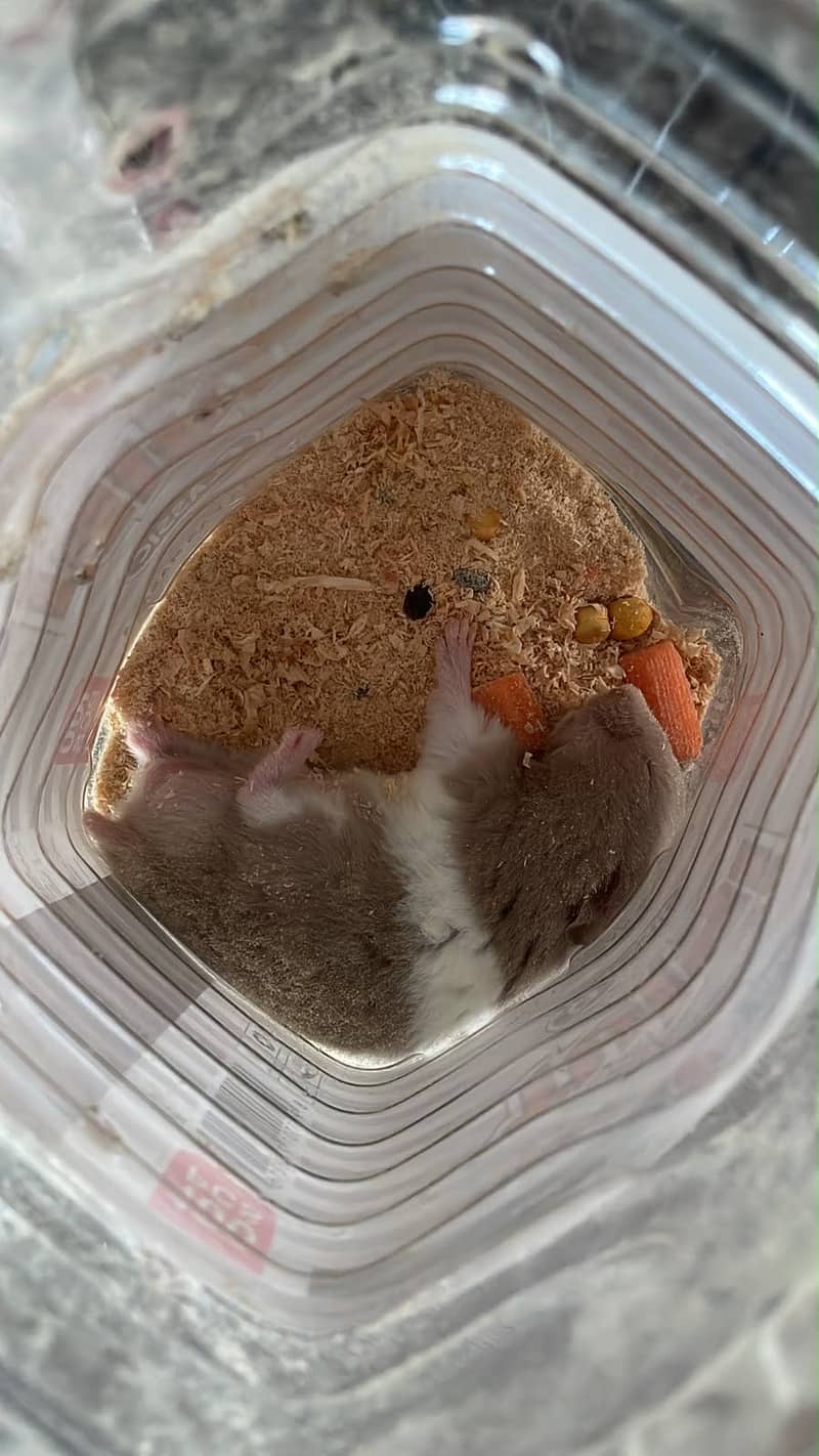 Hamsters 2
