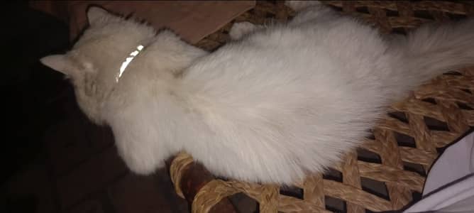 Persian Cat For Sale