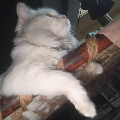 Extreme quality Persian Cat For Sale