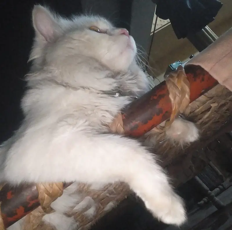 Extreme quality Persian Cat For Sale