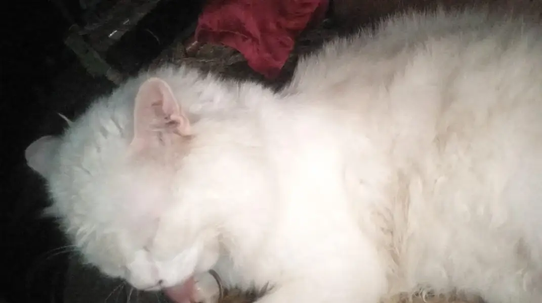 Extreme quality Persian Cat For Sale — photo 2