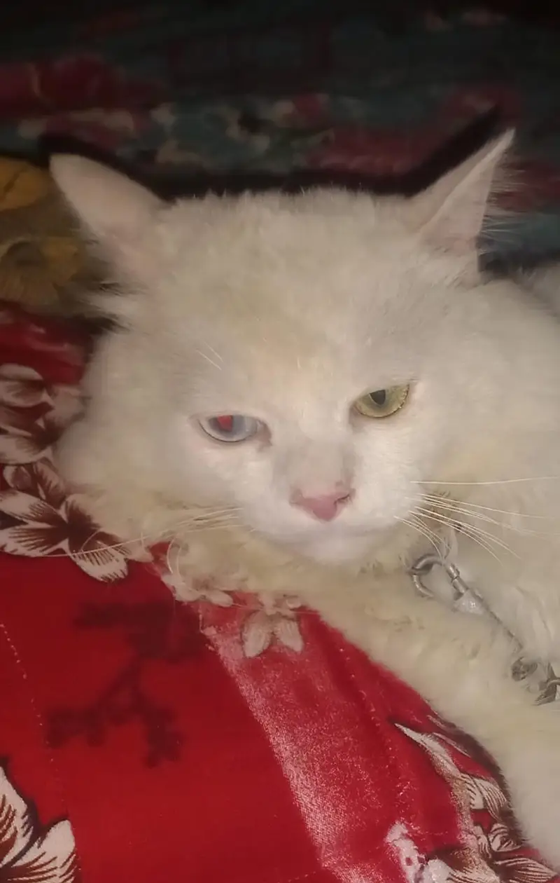 Extreme quality Persian Cat For Sale — photo 3