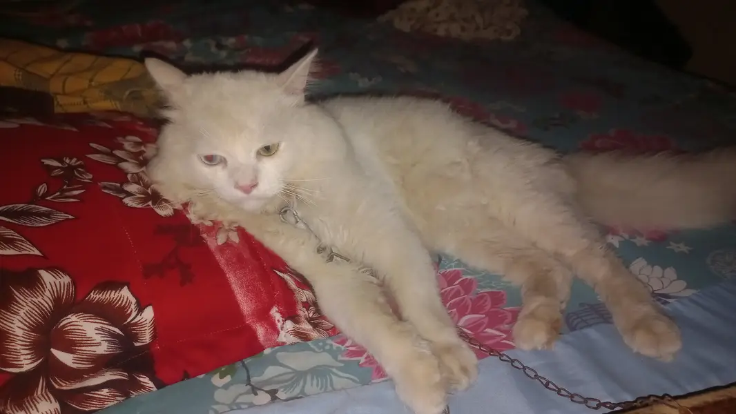 Extreme quality Persian Cat For Sale — photo 4