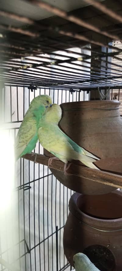 Rainbow  Budgie Breader Pair For Sale