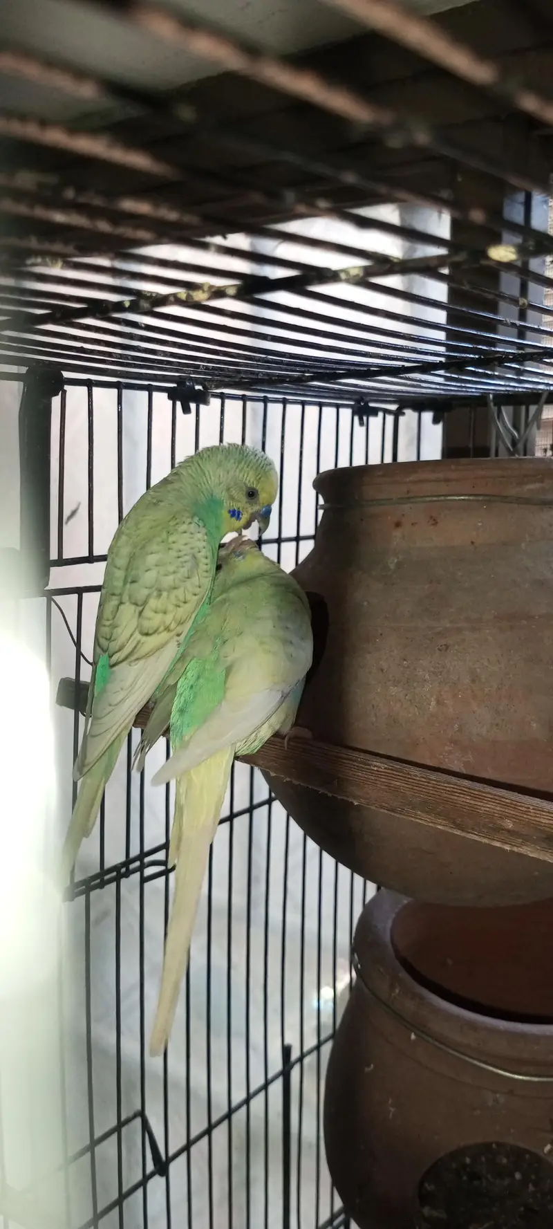 Rainbow  Budgie Breader Pair For Sale — photo 3
