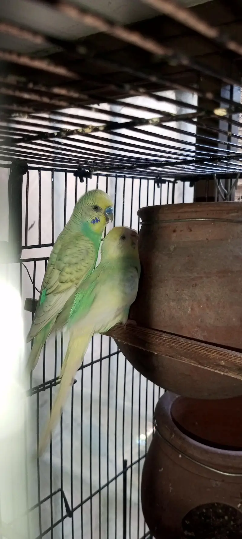 Rainbow  Budgie Breader Pair For Sale — photo 4