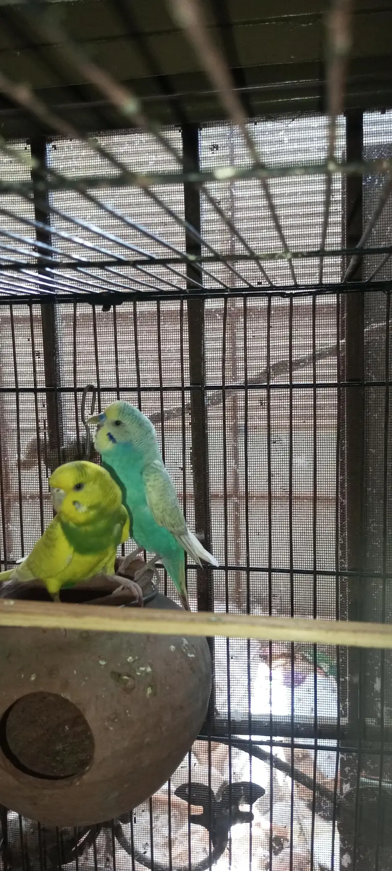 Rainbow  Budgie Breader Pair For Sale — photo 5