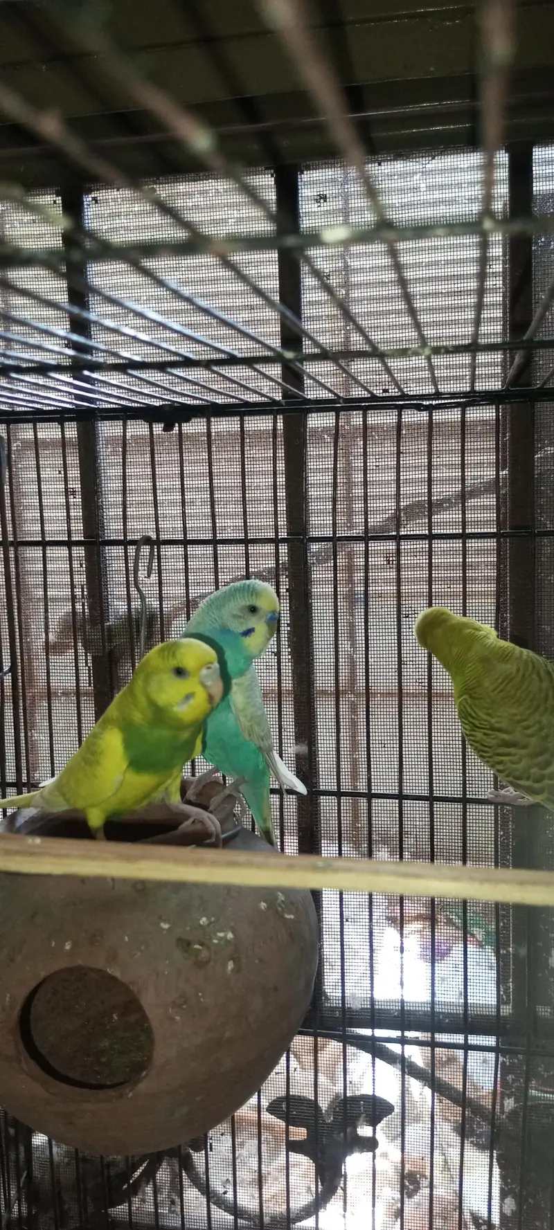 Rainbow  Budgie Breader Pair For Sale — photo 6