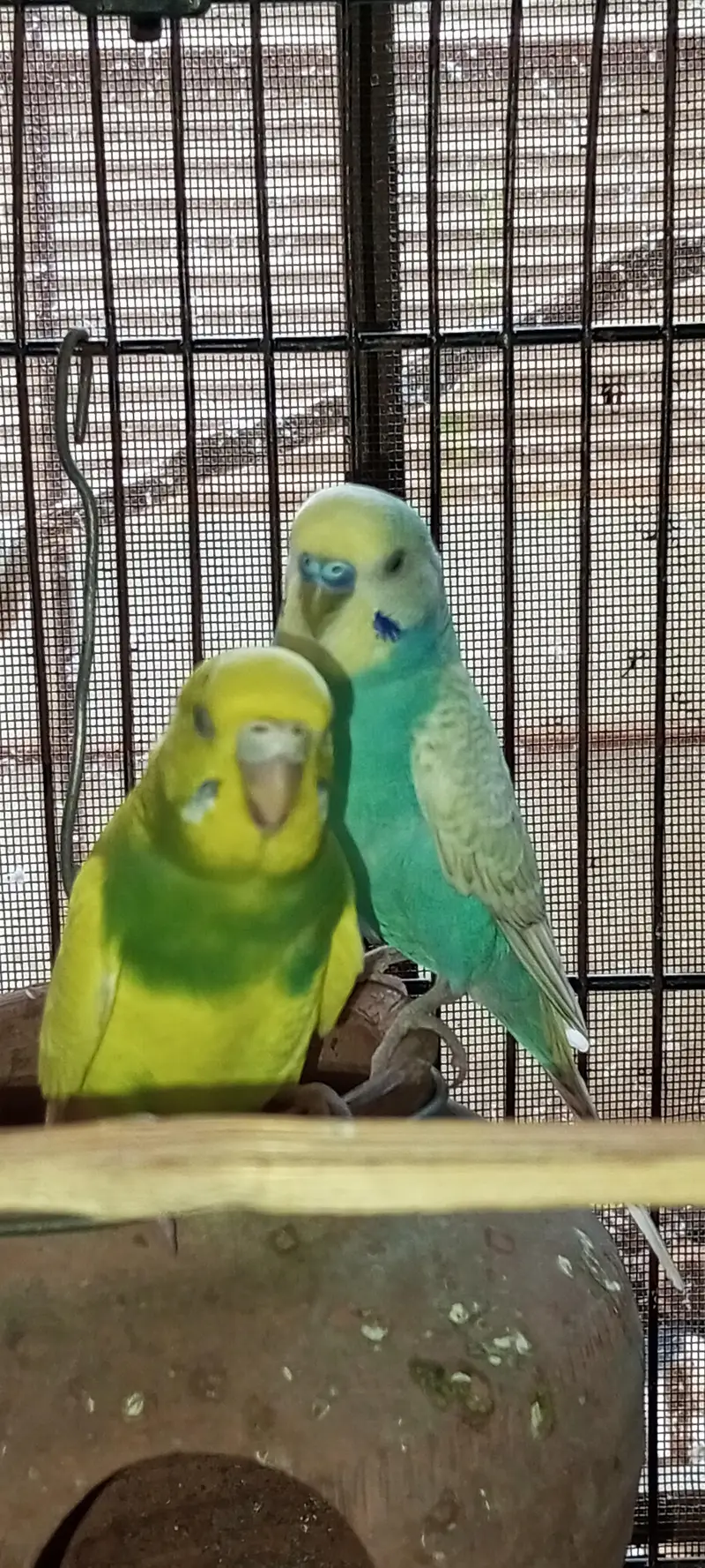 Rainbow  Budgie Breader Pair For Sale — photo 7