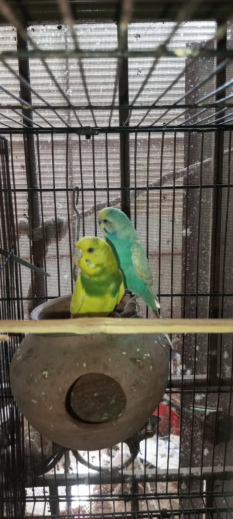 Rainbow  Budgie Breader Pair For Sale — photo 8