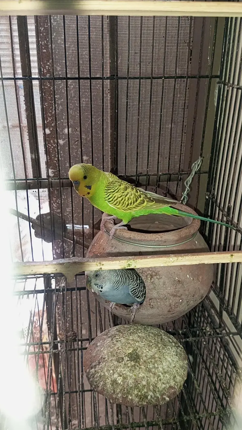 Rainbow  Budgie Breader Pair For Sale — photo 9