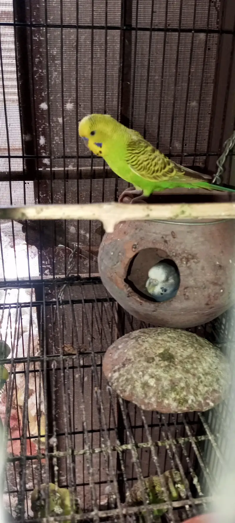 Rainbow  Budgie Breader Pair For Sale — photo 10
