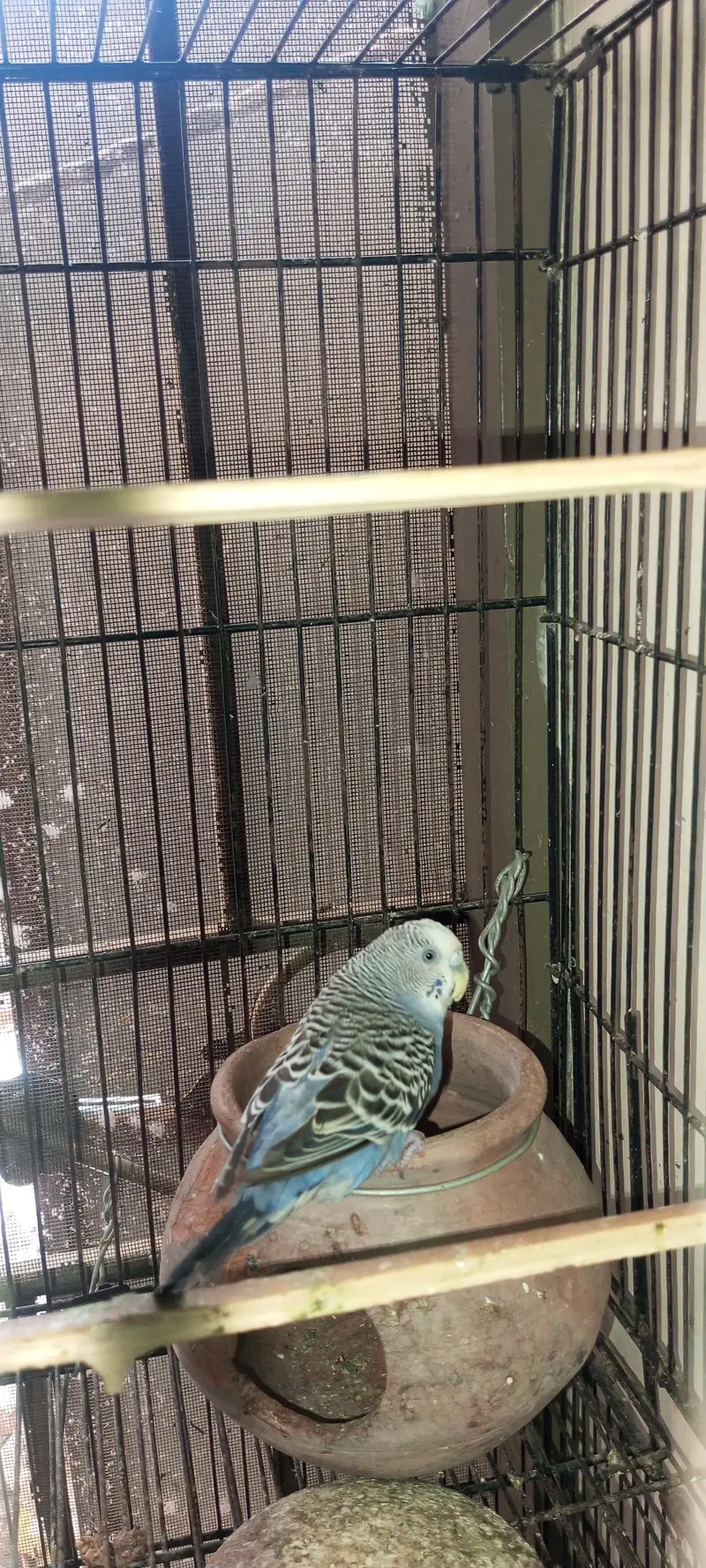 Rainbow  Budgie Breader Pair For Sale — photo 11
