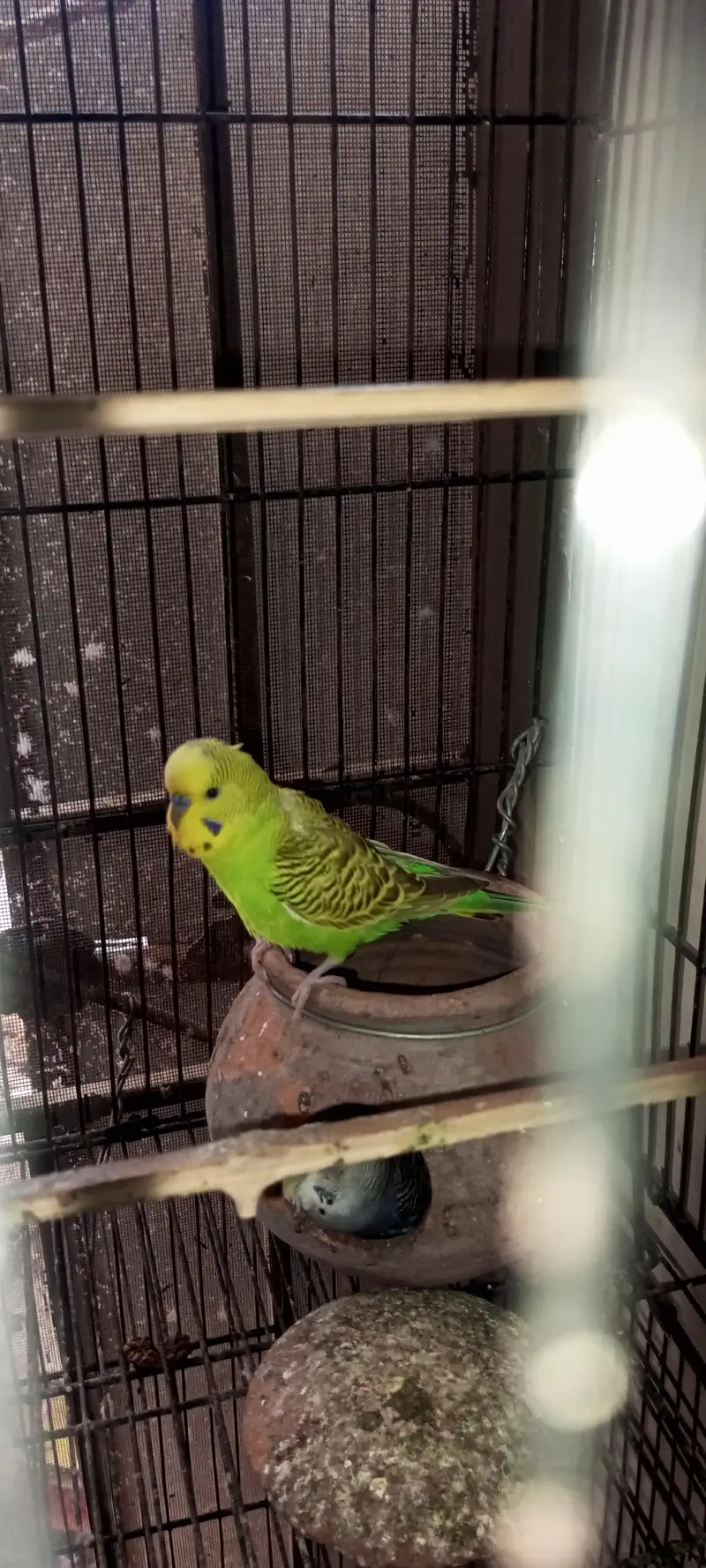 Rainbow  Budgie Breader Pair For Sale — photo 12