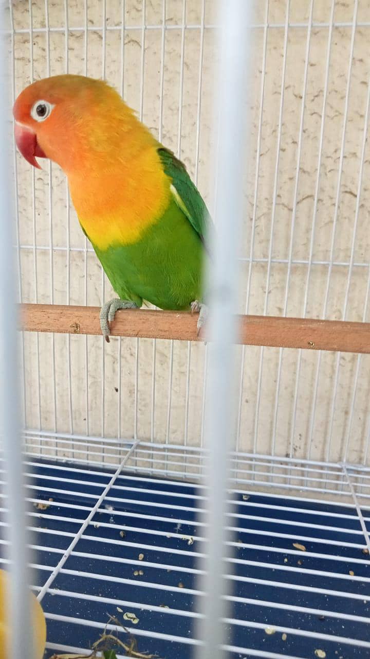 lovebird 0