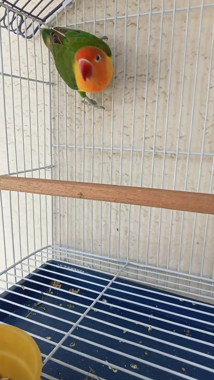 lovebird — photo 2
