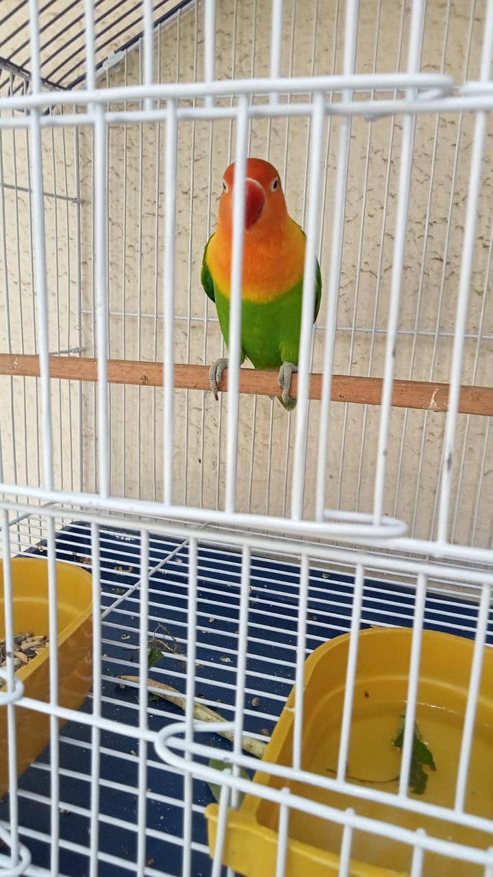 lovebird 2