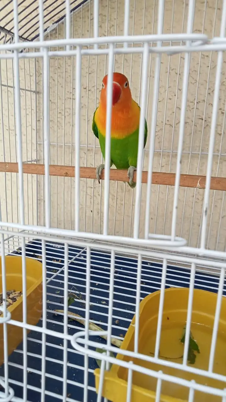 lovebird — photo 3
