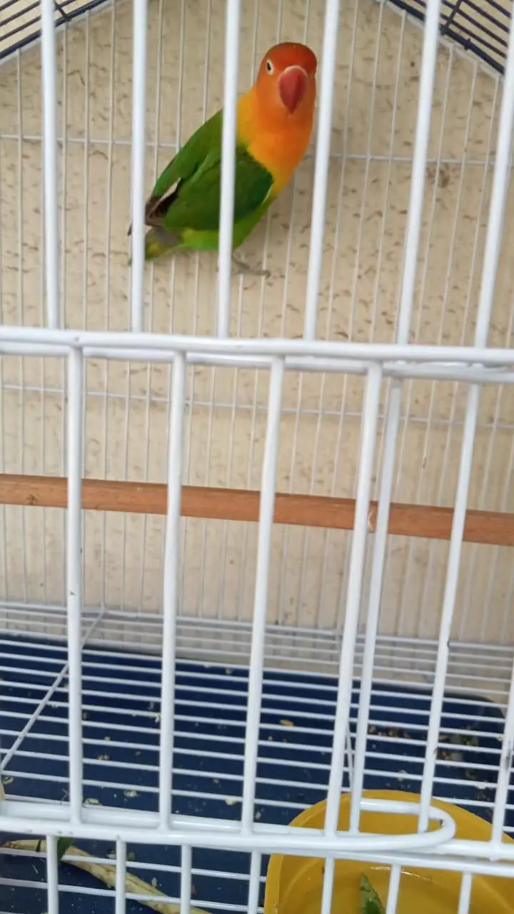 lovebird — photo 4