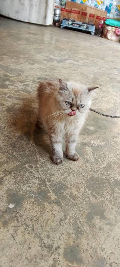 cat . . .