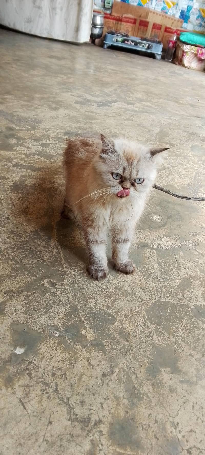 cat . . . 0