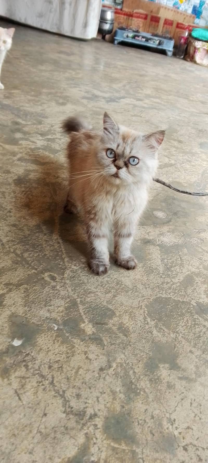 cat . . . 1