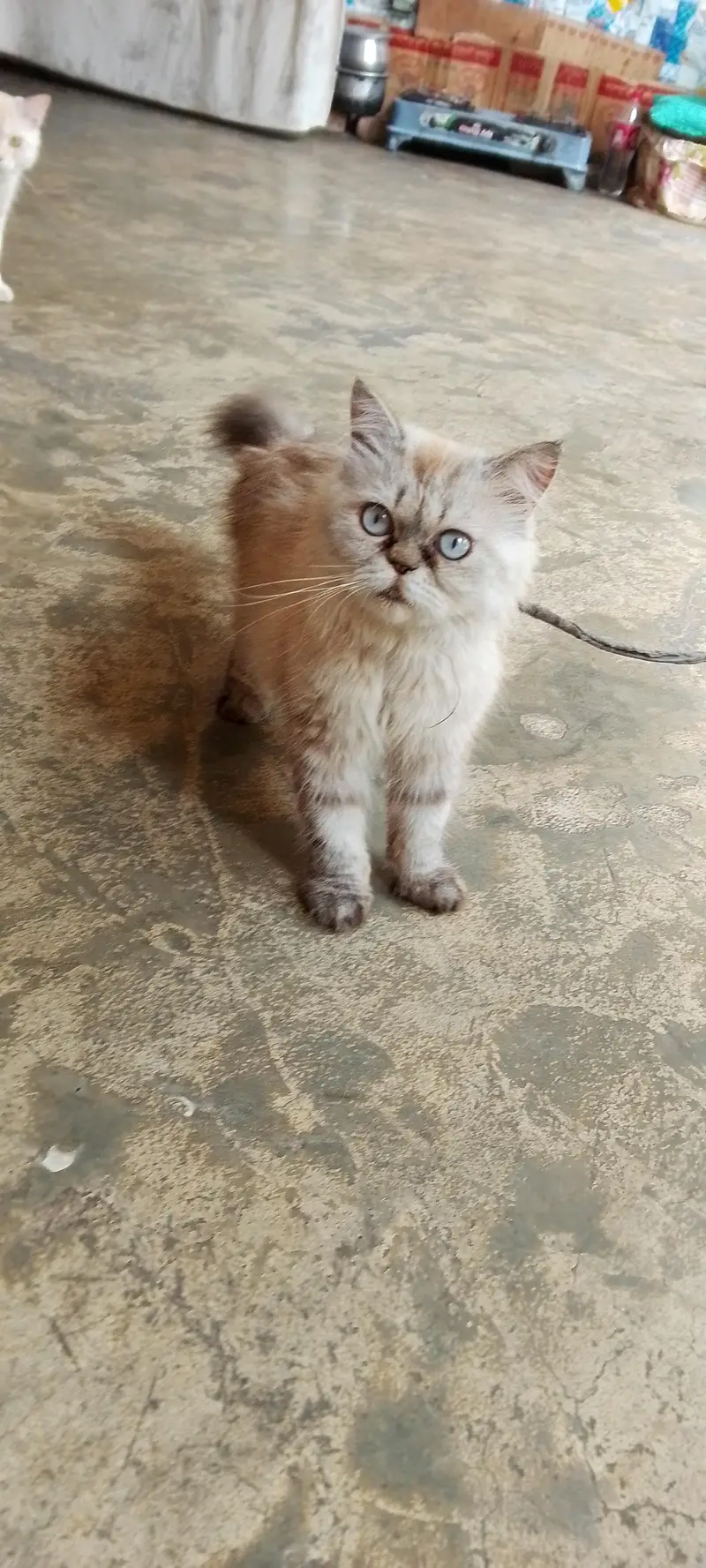 cat . . . — photo 2