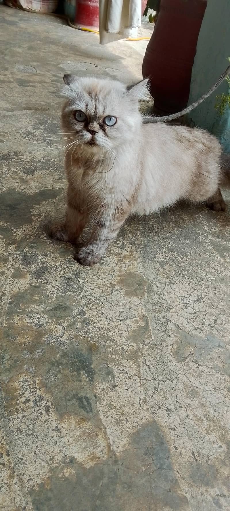 cat . . . 2